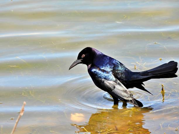 istock Boat-tailed Grackle (Quiscalus major) - male looking into a lake 1213528431