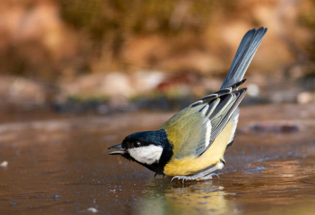 istock Great Tit feeding and drinking in garden 1213529003