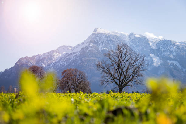 istock Idyllic nature landscape scenery in spring: Snowy mountains, green grass and trees 1213529116