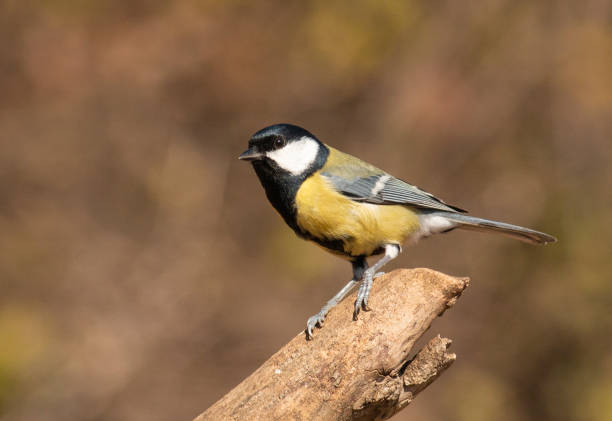istock Great Tit feeding and drinking in garden 1213529215