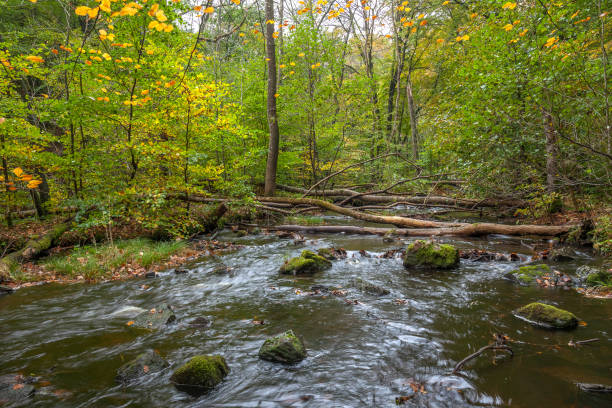 istock landscape with forest and a river in front. beautiful scenery, selective focus, long exposure 1213529362