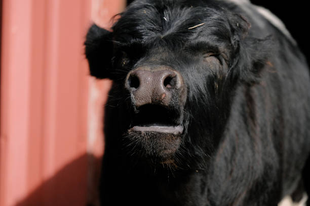 istock Black calf mooing angry close up 1213530000