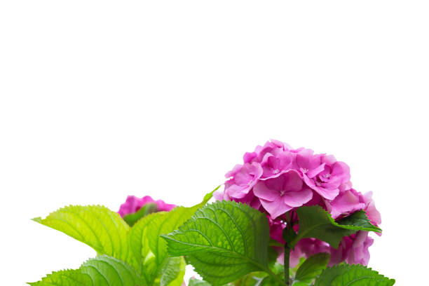 Pink Hortensia flowers isolated on white background with free space