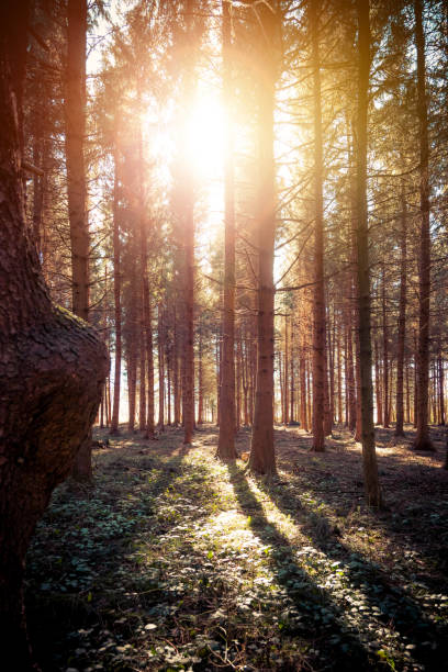 istock Impressive sunset in the forest: Tree trunks, sunbeams, light and shadow 1213531010
