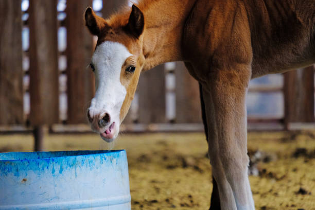 istock Funny face foal horse 1213531238