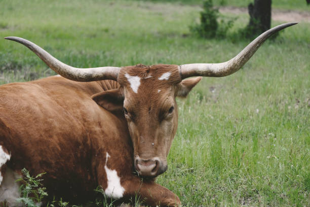 istock Cute Texas Longhorn cow resting in grass 1213531375