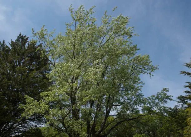 Populus alba is a Deciduous Tree Native to Morocco and Spain