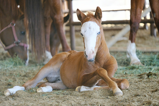 Cute baby horse shows blue eyes and bald face of foal colt.