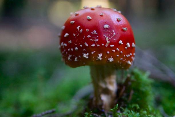 istock Mushroom in the forest closeup 1213532903