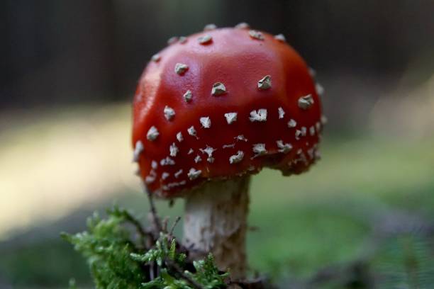 istock Mushroom in the forest closeup 1213532937