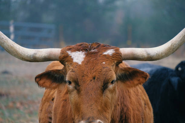 texas longhorn kuh blick auf kamera nahaufnahme am nebligen morgen - texas longhorn cattle horned cattle farm stock-fotos und bilder