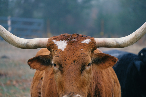 The cows and the bull graze on the karst pasture in a clean environment in the fresh air