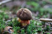 pilz-in-der-nahaufnahme-des-waldes.jpg?b=1&s=170x170&k=20&c=l0fIjZZRBbjJ7XeuC5-6PAz4HtC79qnt-1F9j1Huwis=