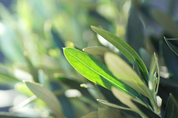 istock Close up of olive tree leaves in spring light 1213532957