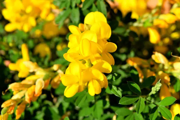 A closeup of the beautiful yellow genista flowers