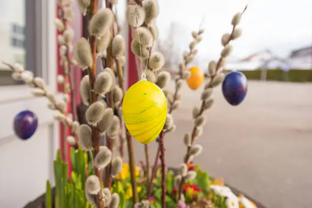 Coloured Easter eggs hangs from a shrub of palm kittens and decorate an entrance at Easter in spring.