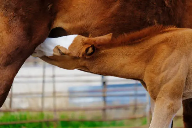 Horse farm breeding concept shows colt foal nursing closeup.