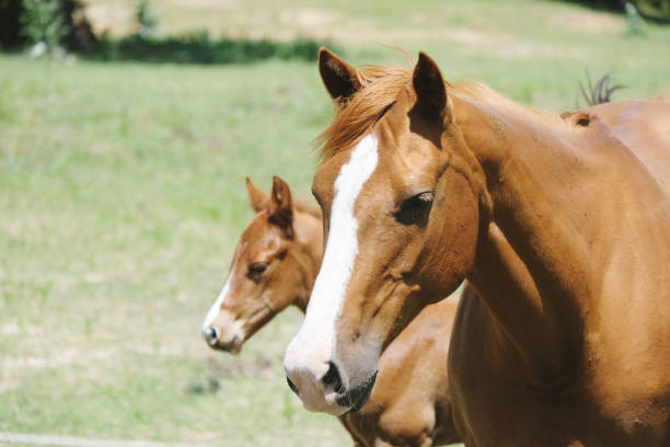 istock Mare and foal in spring field close up 1213533293