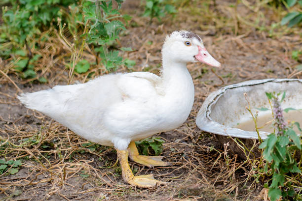 istock White duck in the village in the yard 1213533304