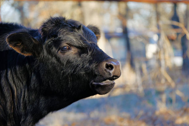 istock Black calf mooing close up, profile view 1213533314