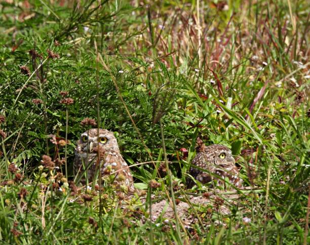 istock Burrowing Owls (Athene cunicularia) - resting in their burrow 1213533315