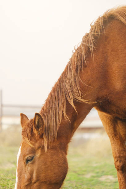 istock Horse grazing in pasture close up 1213533350