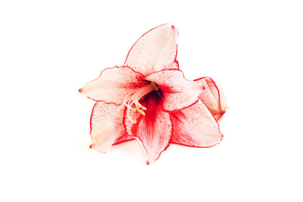istock Pink Amaryllis flower isolated on white background 1213534211