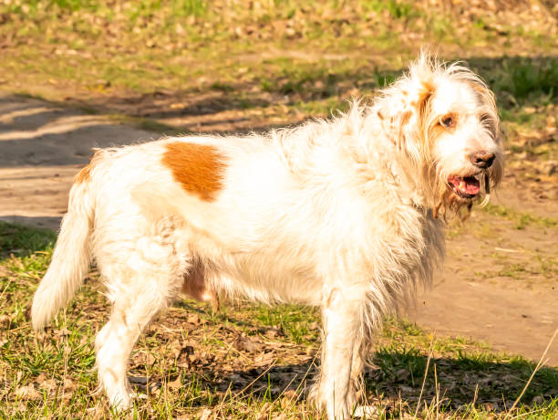 istock Purebred white setter dog on the street. 1213534219