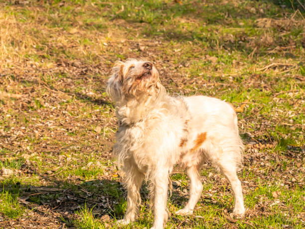 istock Purebred white setter dog on the street. 1213534246