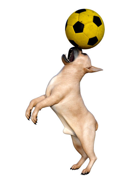 istock 3D illustration French bulldog on white 1213534284