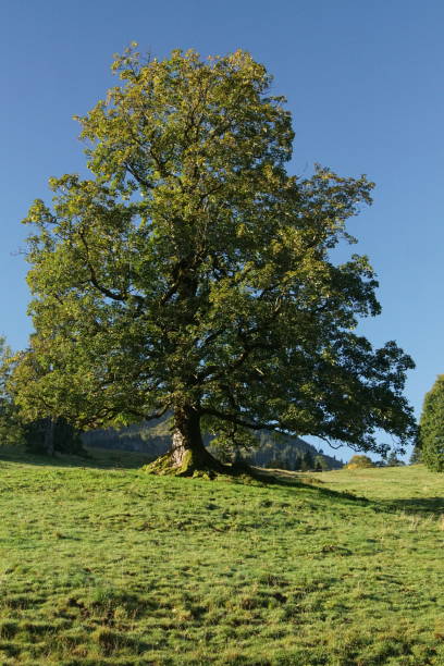 istock Great single tree standing on a meadow in front of the blue sky 1213535217