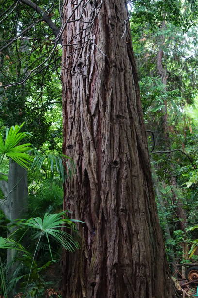 istock Very thick tree trunk with imposing bark in front of the jungle 1213535338