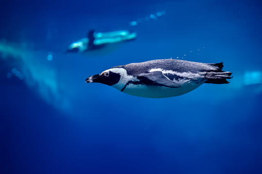 The Magellanic penguins are from South America. They are named after the explorer Ferdinand Magellan whose crew first spotted them in 1520.