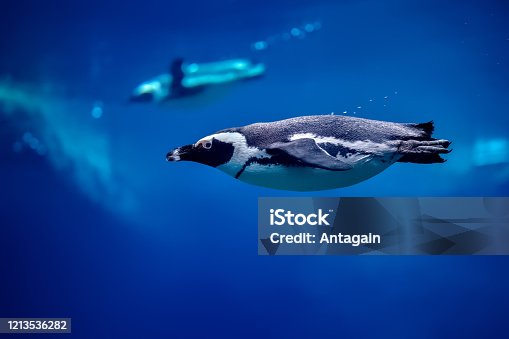 istock Humboldt penguin 1213536282