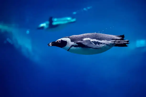 Photo of Humboldt penguin