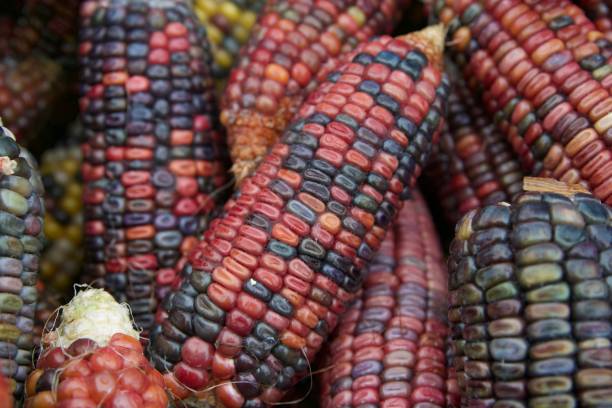 istock Colorful corncob in close up 1213536339