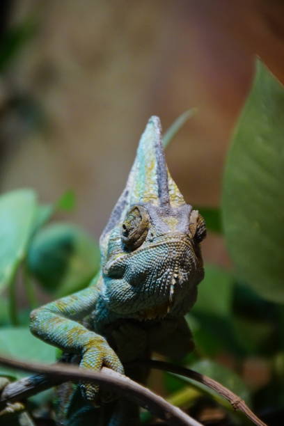 istock Green chameleon looking in the camera 1213536431