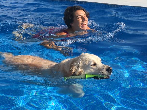 istock Swim dog swim dog 1213536463