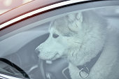 husky-hund-im-auto.jpg?b=1&s=170x170&k=20&c=XOgNCcJ00DED_tLQegvlQA7Dtspk0kxamAg1Clk4s9g=