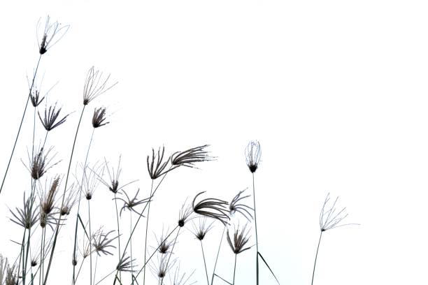 istock Blurred wild grass bush with flower blossom 1213537621