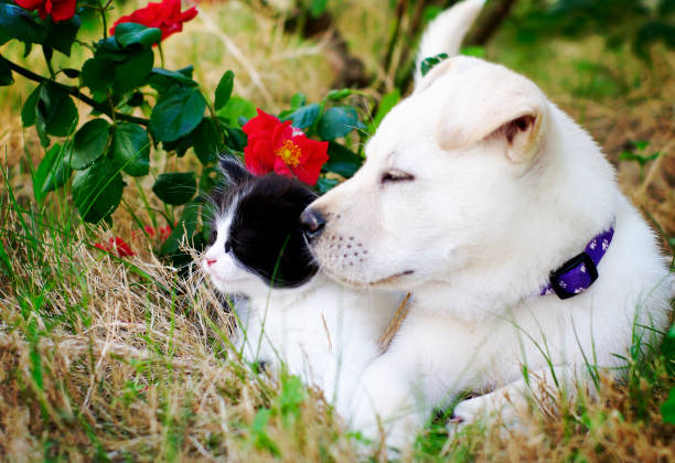 A puppy and kitten play together near rose bushes