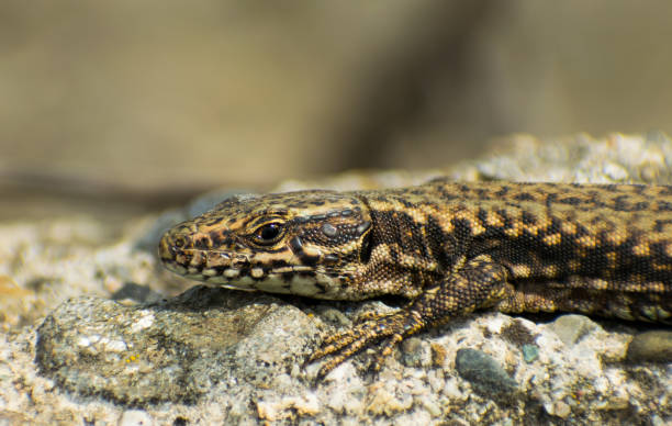 istock The European lizard 1213538198