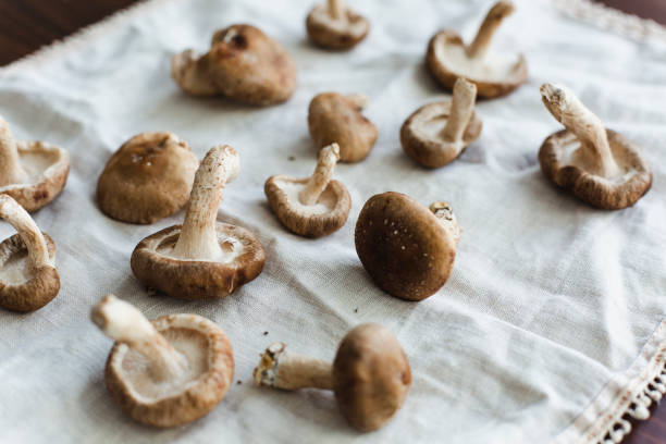 椎茸 - edible mushroom shiitake mushroom fungus chinese cuisine ストックフォトと画像