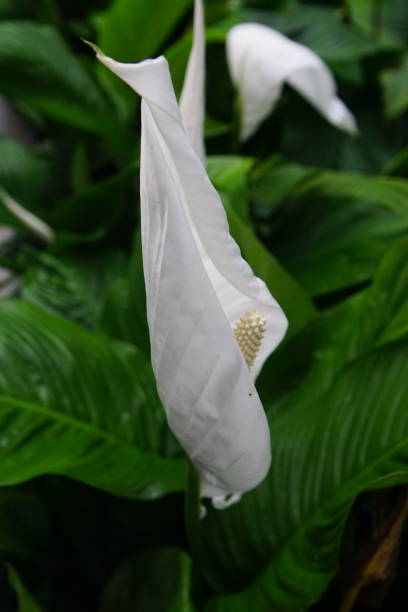 istock Colorful white blossom in closeup 1213539780