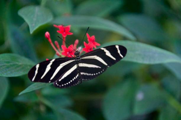 istock Butterfly sitting on a blossom in closeup 1213541243