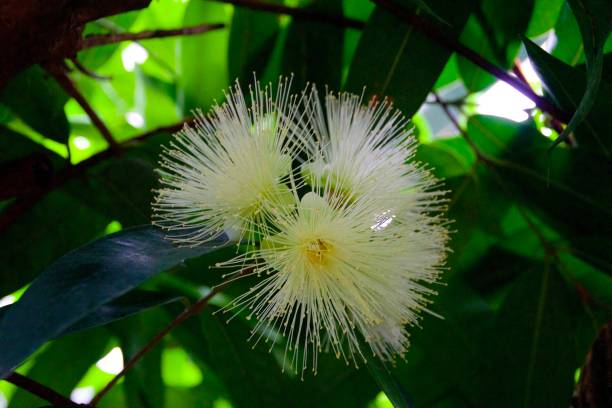 istock Beautiful white blossom in closeup 1213541345