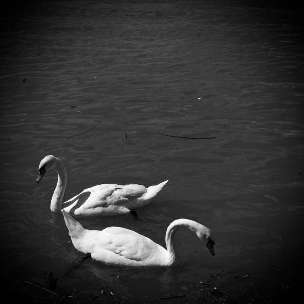 istock Two swans in black and white 1213541383