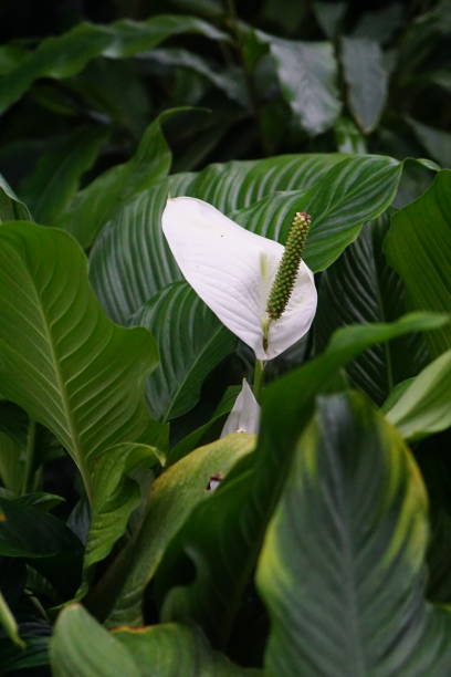 istock Beautiful white blossom in closeup 1213541391