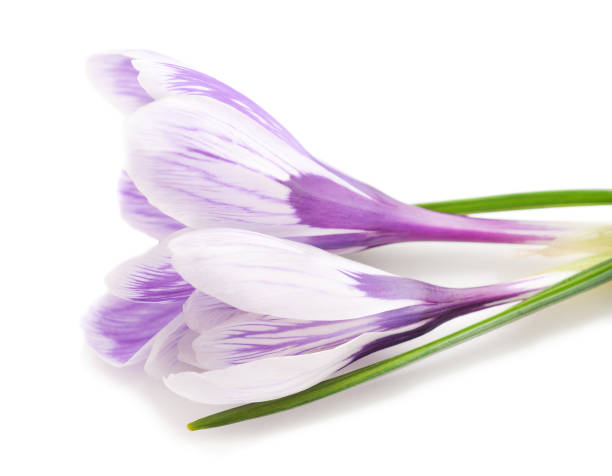 istock Violet bouquet of crocuses. 1213542280