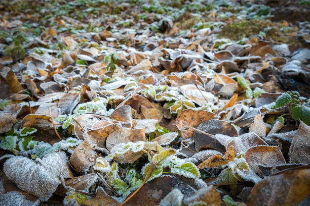 Hoarfrost on the yellow autumn leaves in autumn forest at sunrise. Macro image, shallow depth of field. Beautiful autumn nature background